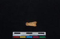 鹿科骨藏品圖，第2張