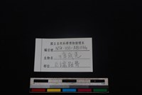 鹿科骨藏品圖，第3張