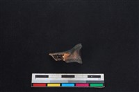山羌骨藏品圖，第1張