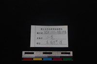 山羌骨藏品圖，第3張