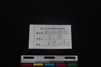 鹿科骨藏品圖，第3張