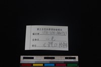 山羌骨藏品圖，第3張