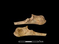 山羌骨藏品圖，第1張