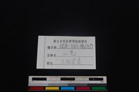 山羌骨藏品圖，第3張