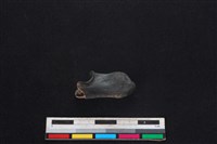 山羌骨藏品圖，第1張