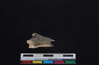 山羌骨藏品圖，第1張