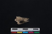 山羌骨藏品圖，第2張