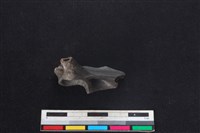山羌骨藏品圖，第2張