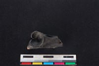 山羌骨藏品圖，第3張