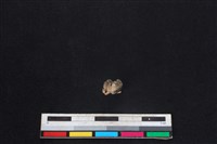 山羌骨藏品圖，第1張