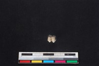 山羌骨藏品圖，第2張