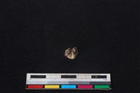 山羌骨藏品圖，第3張