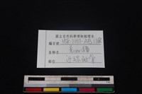 鹿科骨藏品圖，第3張