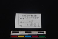 山羌骨藏品圖，第3張