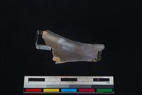 山羌骨藏品圖，第1張