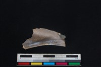 山羌骨藏品圖，第2張