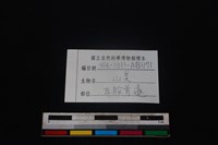 山羌骨藏品圖，第3張