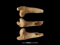 山羌骨藏品圖，第1張