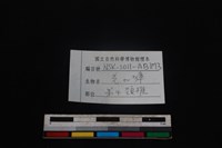 鹿科骨藏品圖，第4張