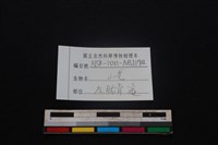 山羌骨藏品圖，第3張
