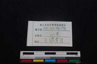 山羌骨藏品圖，第3張