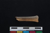 山羌骨藏品圖，第1張