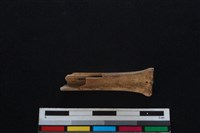 山羌骨藏品圖，第2張