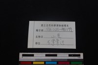 山羌骨藏品圖，第3張