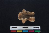 鹿科骨藏品圖，第1張