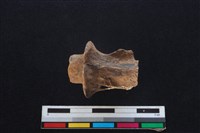 鹿科骨藏品圖，第2張