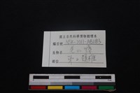 鹿科骨藏品圖，第3張