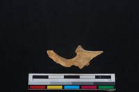 山羌骨藏品圖，第1張