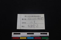 山羌骨藏品圖，第3張