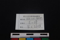 鹿科骨藏品圖，第3張