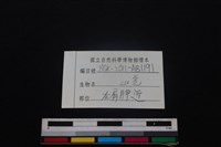 山羌骨藏品圖，第3張