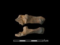 獐骨藏品圖，第1張