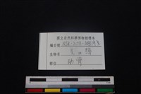 鹿科骨藏品圖，第4張
