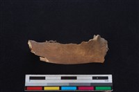 山羌骨藏品圖，第1張