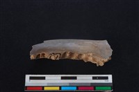 山羌骨藏品圖，第2張