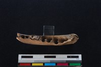 山羌骨藏品圖，第3張