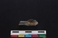 山羌骨藏品圖，第2張