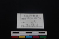 山羌骨藏品圖，第3張