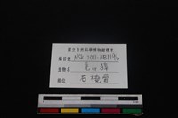 鹿科骨藏品圖，第3張