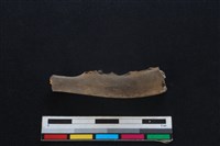 山羌骨藏品圖，第1張