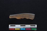 山羌骨藏品圖，第2張