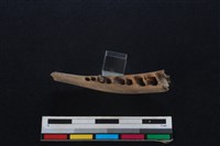 山羌骨藏品圖，第3張