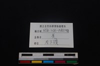 山羌骨藏品圖，第4張