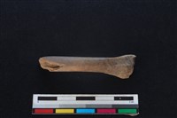 山羌骨藏品圖，第1張