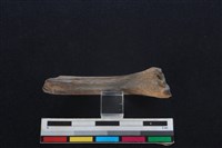 山羌骨藏品圖，第2張