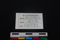 鹿科骨藏品圖，第3張